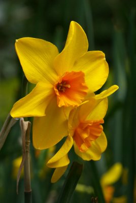 Narcissus 'Pappy George'