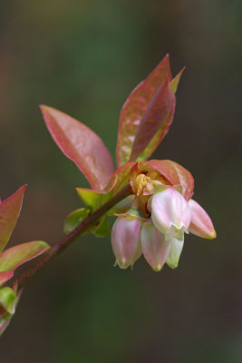 Vaccinium corymbosum