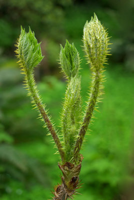 Oplopanax horridus