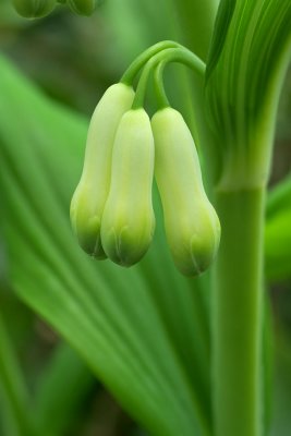 Polygonatum biflorum