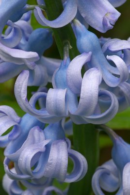 Hyacinth - blue