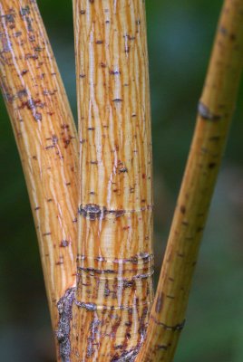 Acer pensylvanicum 'Erythrocladum'