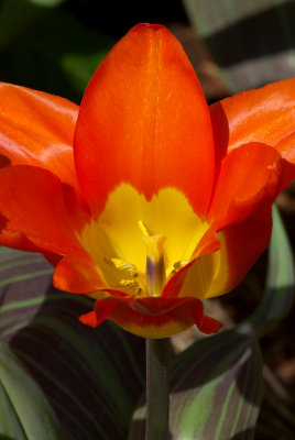 Tulipa greigii 'Juan'