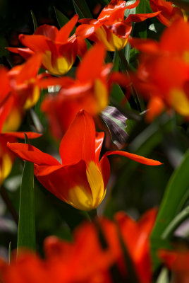 Tulipa greigii 'Juan'