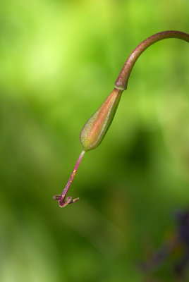 Erythronium revolutum