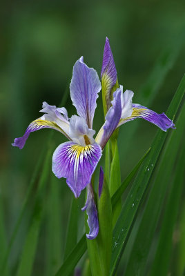 Pacific Coast Iris