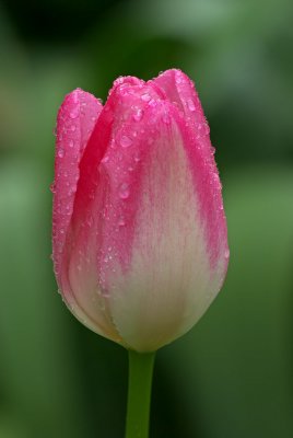 Tulip (pink)