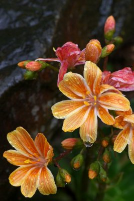 Lewisia cotyledon