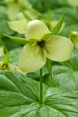 Trillium sulcatum forma albolutescens