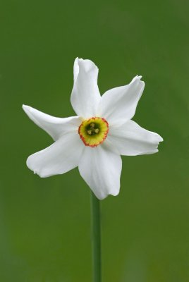 Narcissus