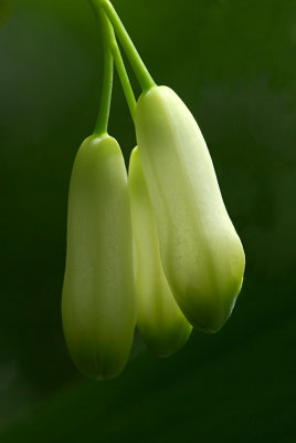 Polygonatum biflorum