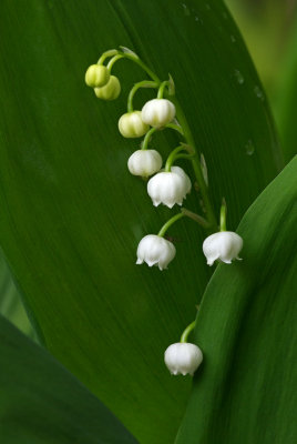 Convallaria majalis