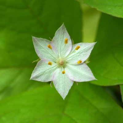 Trientalis borealis