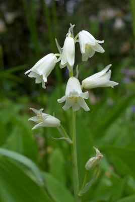 Hyacinthoides sp