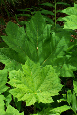 Oplopanax horridus