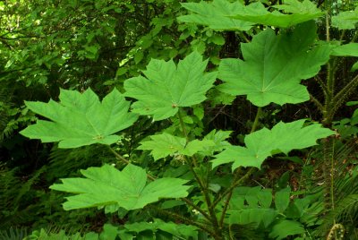 Oplopanax horridus