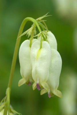 Dicentra formosa