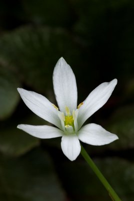 Ornithogalum sp.