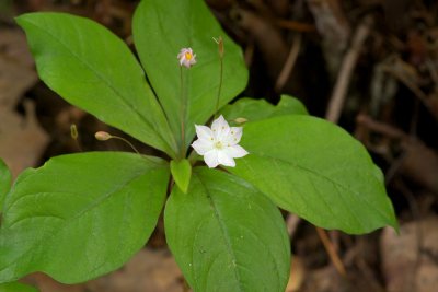 Trientalis borealis