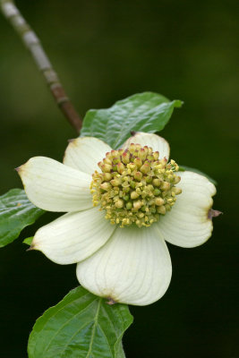 Cornus nuttalli