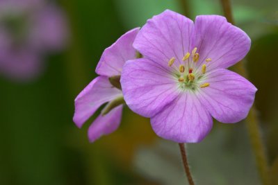 Geranium maculatum