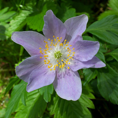 Anemone nemerosa