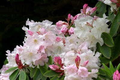 Rhododendron loderi King George