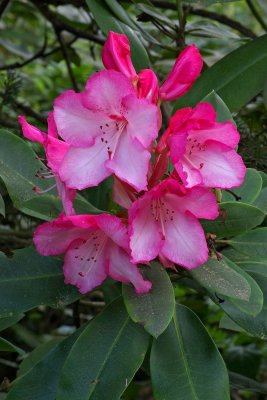 rhodie