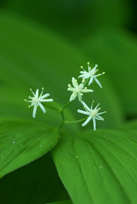 Maianthemum stellata