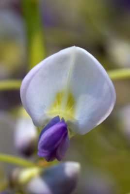 Wisteria floribunda 'Macrobotrys'