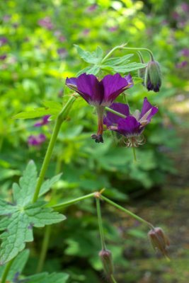 Geranium phaeum