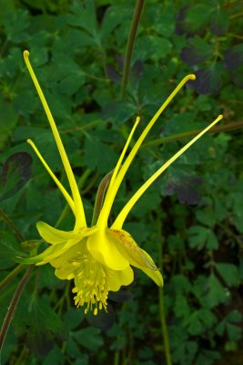 Aquilegia sp. 'Swallowtail'