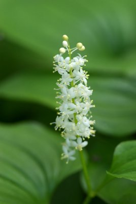 Maianthemum