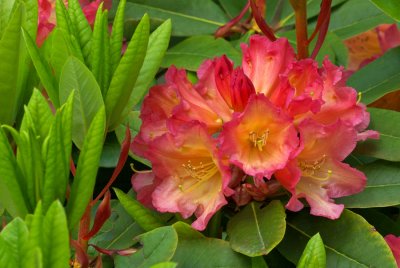 Rhododendron 'Unique Marmalade'
