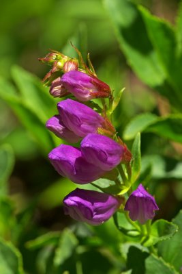 Penstemon