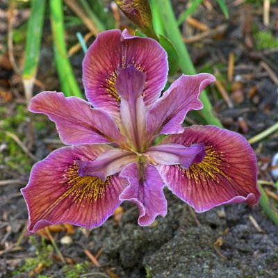 Pacific Coast Iris