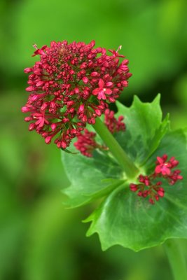 Centranthus ruber
