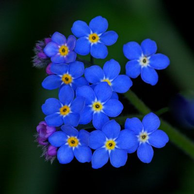 Myosotis sylvatica