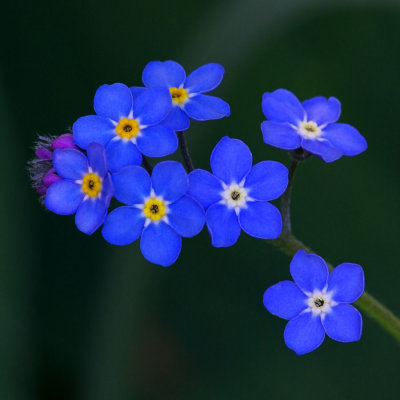 Myosotis sylvatica