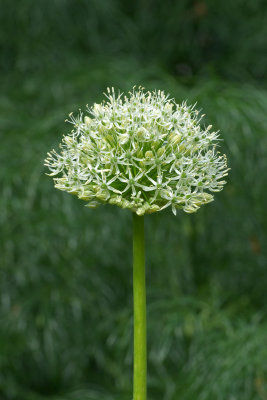 Allium multibulbosum