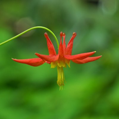 Aquilegia formosa