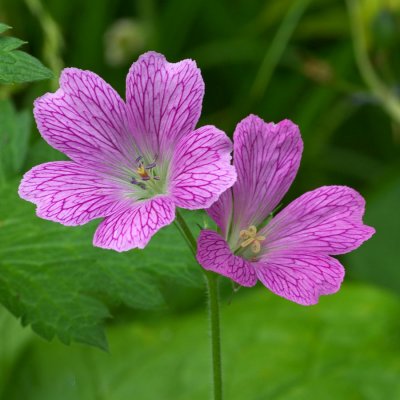 Geranium