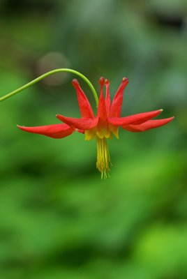 Aquilegia formosa