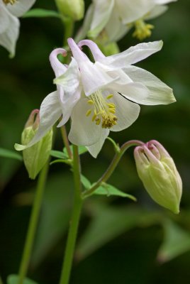 columbine