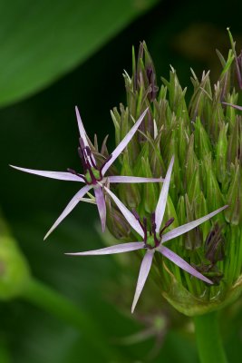Allium christophii