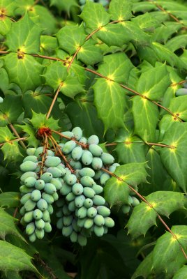 Mahonia bealei