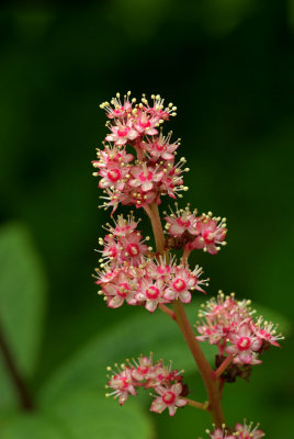 Rodgersia pinnata