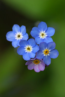 Myosotis sylvatica