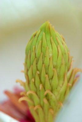Magnolia weisneri