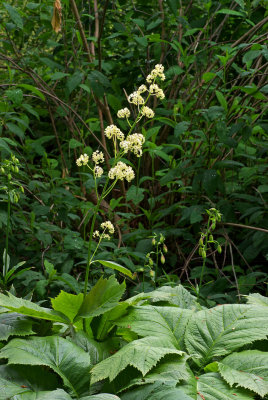 Rodgersia podophylla 'Rotlaub'